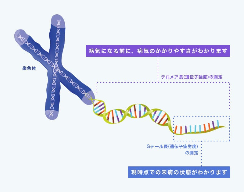 テロメアテスト