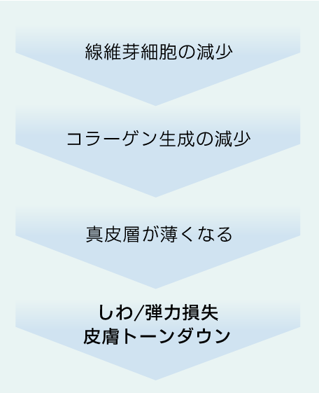 線維芽細胞の減少